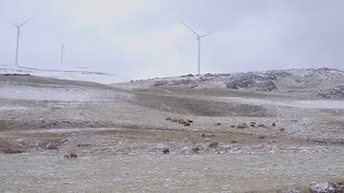 雪山风车草地绵羊群动物高山绝美视频的预览图